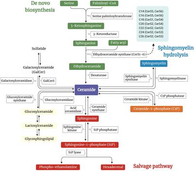 Ceramide on the road to insulin resistance and immunometabolic disorders in transition dairy cows: driver or passenger?